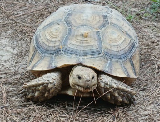 This tortoise wandered by one day.
